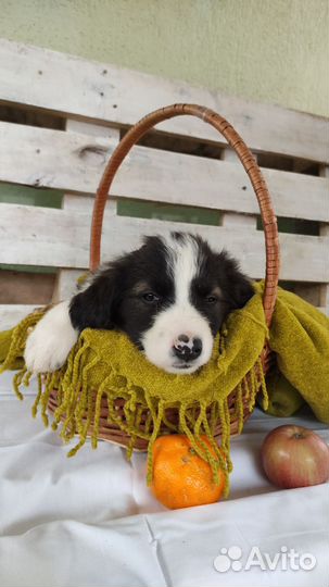 Спаниель в добрые руки