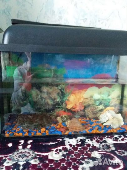 Аквариум