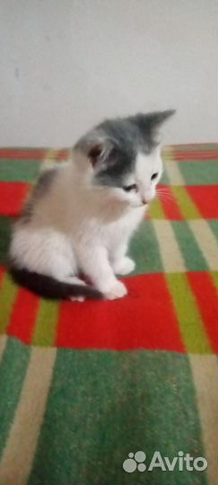 Котята в добрые руки бесплатно