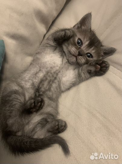 Шотландские котята