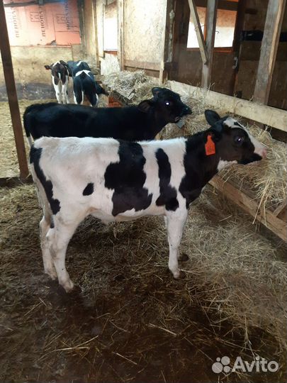 Телята бычки бык