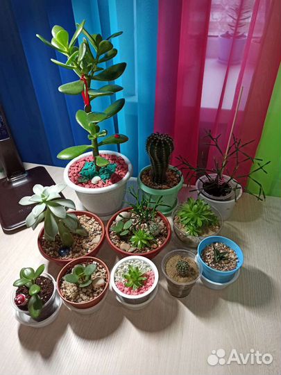 Суккуленты флорариум