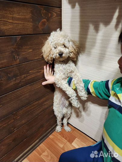 Вязка Карликовый пудель. Кобель