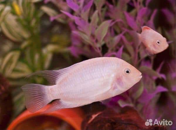 Аквариумные рыбки цихлиды