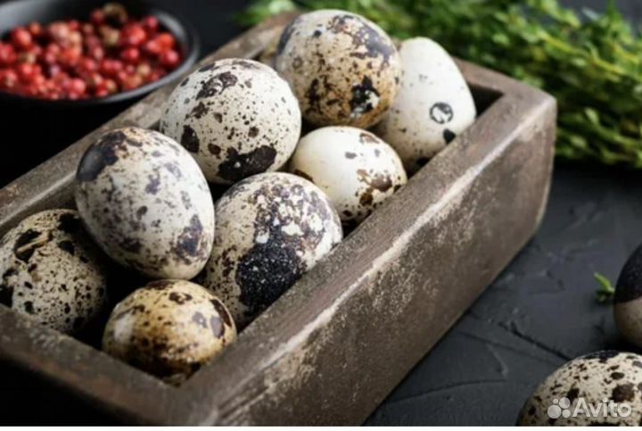 Яйца перепелиные