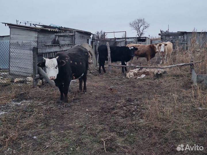 Продаются коровы и тёлки не на мясо