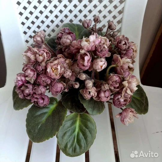 Фиалка, детки.(список 2)