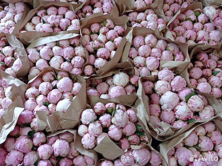 Пионы Сара Бернард