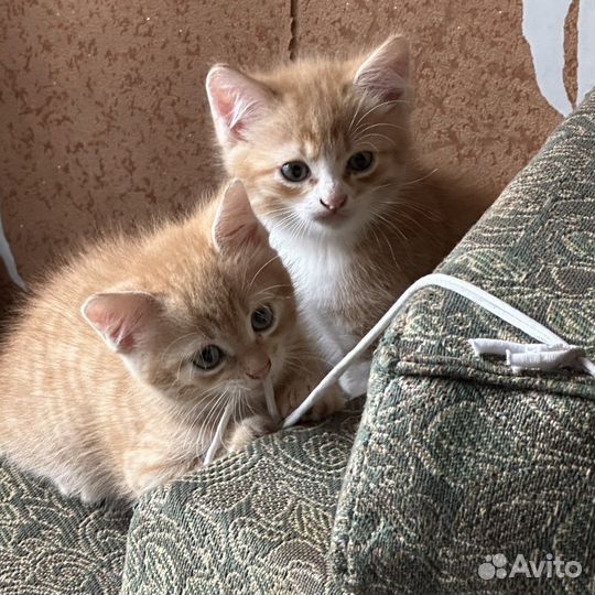 Рыжие котята
