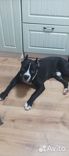 Помесь питбуля