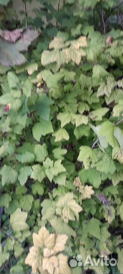 Красная смородина