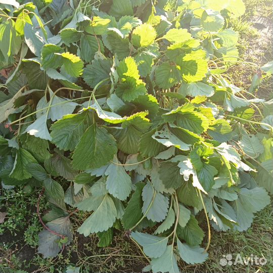 Рассада клубники