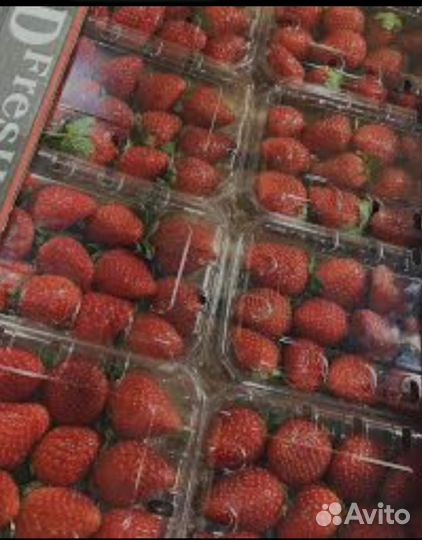 Клубника свежая