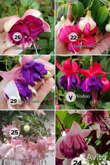 Черенки фуксии