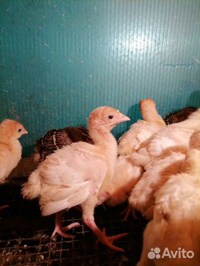 Индюшата разные