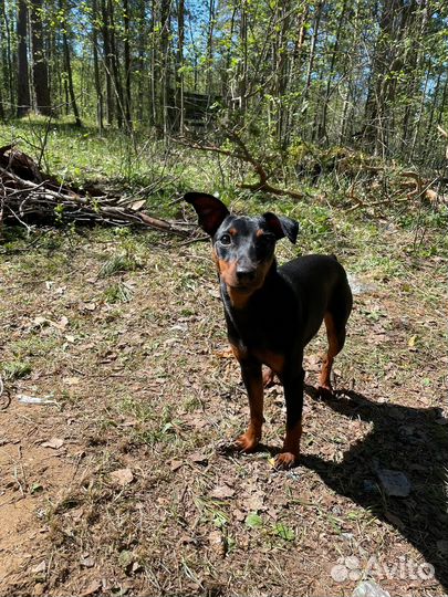 Цвергпинчер