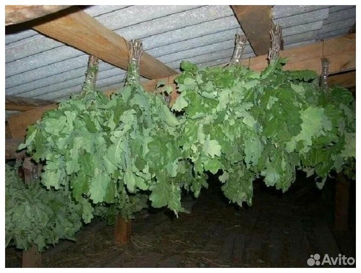 Дубовые и берёзовые веники для бани