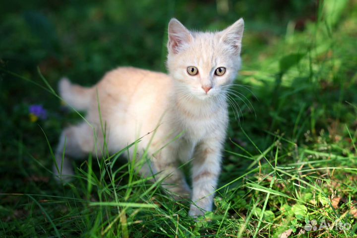 Персиковый котенок в добрые руки
