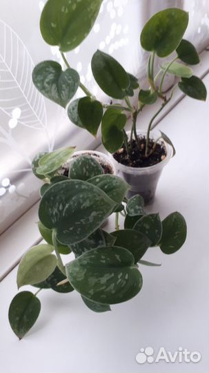 Сциндапсусы, Каланхоэ