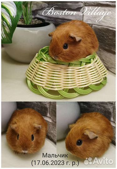 Морские свинки девочки и мальчики