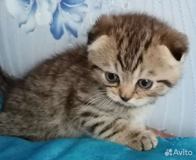 Кошки шотландцы