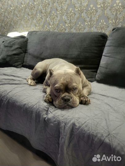 Американский булли покет вязка