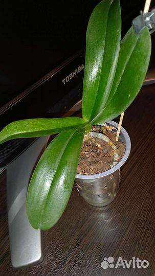 Фаленопсис Биг лип