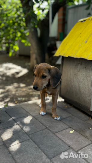 Эстонская гончая щенки