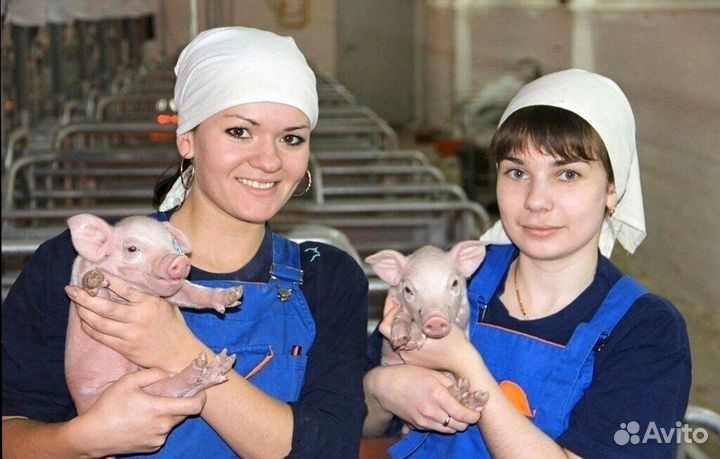 Оператор свиноводческого комплекса(Вахта)