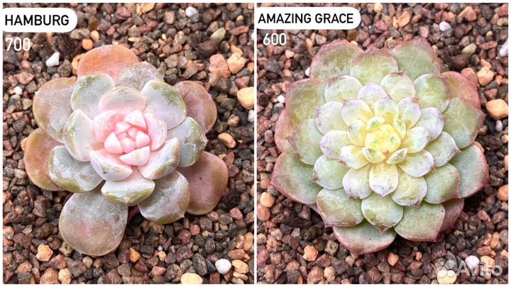 Редкие корейские суккуленты в наличии