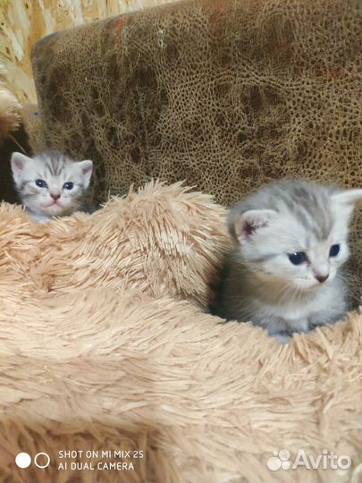 Шотландская