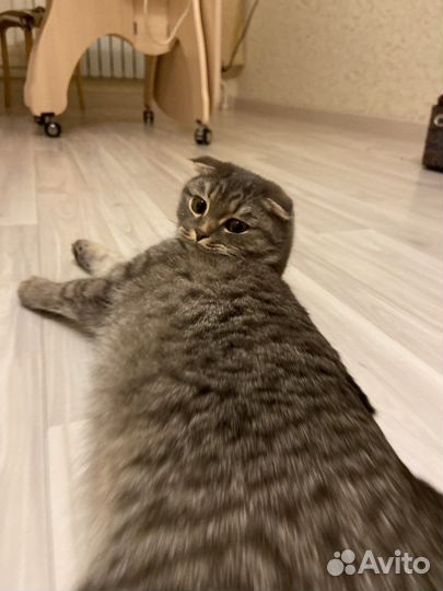 Отда кошку бесплатно породистая