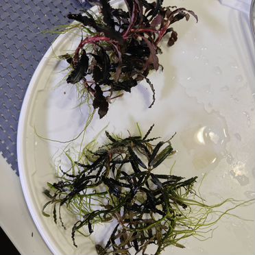 Буцефаландра кедоганг и Екатерина