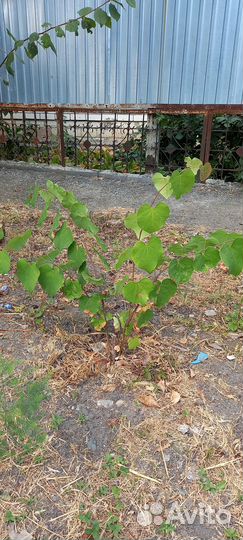 Церсис (Иудино дерево, Багрянник), Катальпа