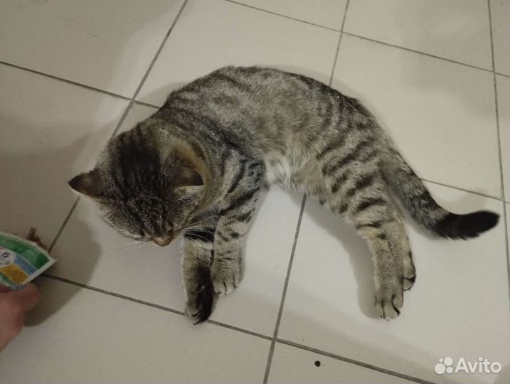 Кот, осмотренный приучен к лотку. Котик ищет дом