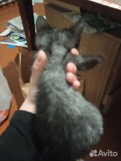 Котенок в добрые руки