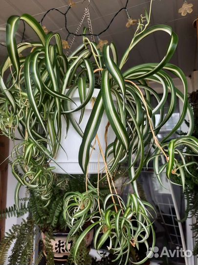 Хлорофитум