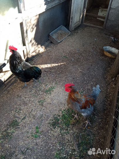 Петухи