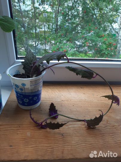 Комнатные цветы