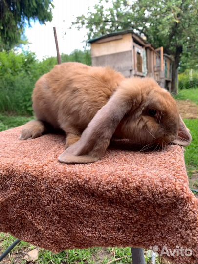Французский баран