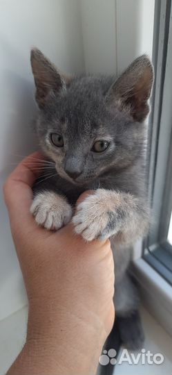 Котёнок серый