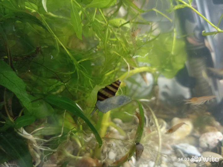 Улитка Хелена