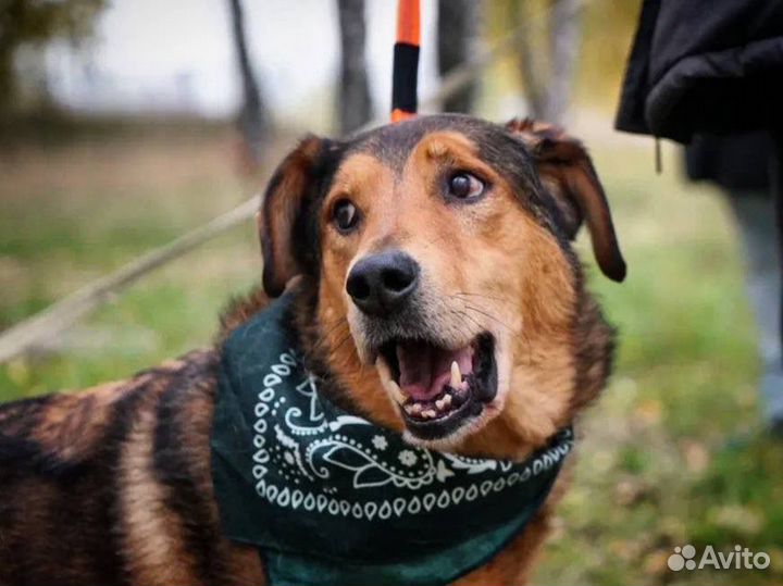 Заберите ласковую собаку из приюта