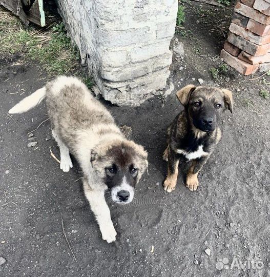 Щенок помесь с кавказской овчаркой отдам