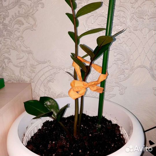 Замиокулькас