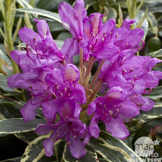 Рододендрон вариегатум