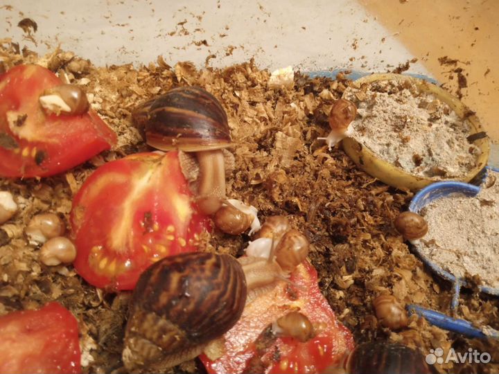 Улитки ахатины