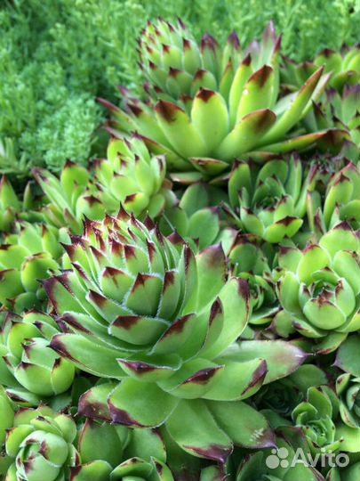 Каменная роза