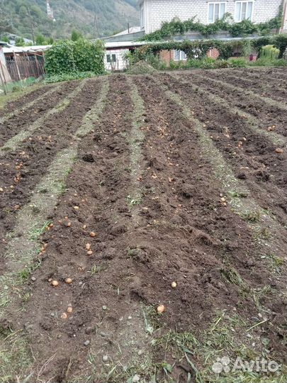 Выкапывание картофеля мотоблоком вспашка