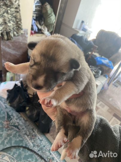 Продам щенят Западносибирской лайки